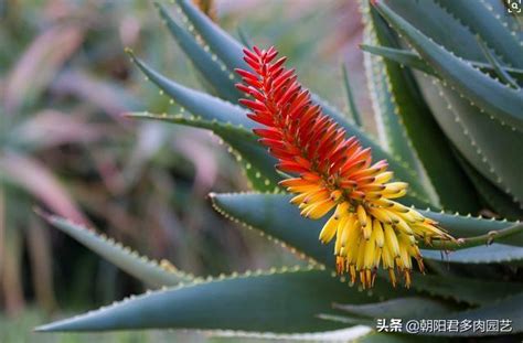 好兆頭蘆薈開花|蘆薈開花代表什麼寓意：在民間，蘆薈開花被認為是一。